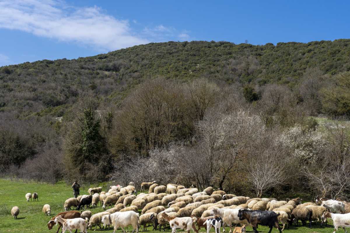 Άνω Πεδινά 