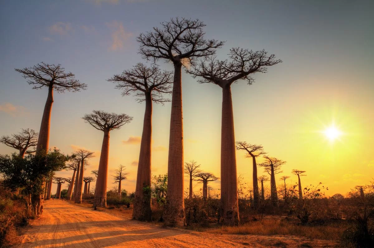 Avenue of the baobabs