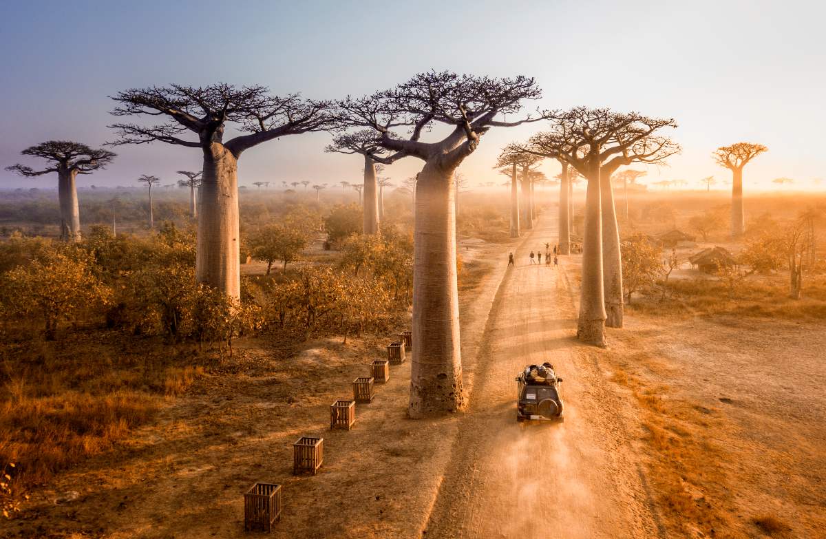 Avenue of the baobabs