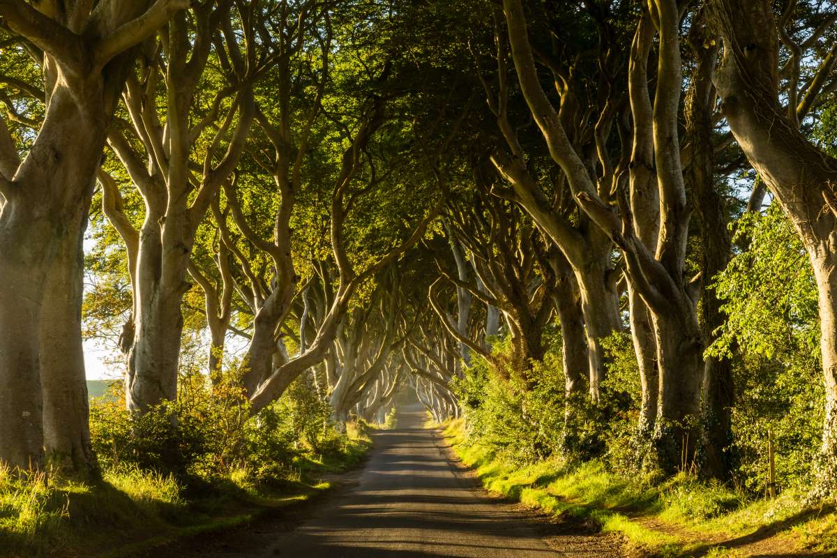 Dark Hedges Road 