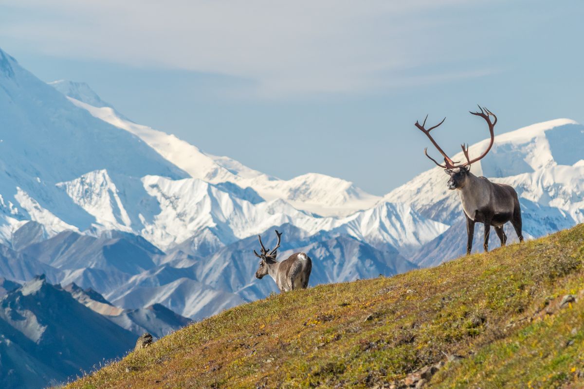 Denali, Αλάσκα