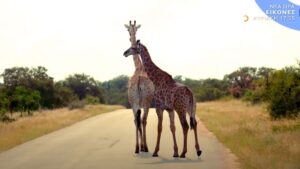 Οι «Εικόνες» με τον Τάσο Δούση συνεχίζουν το ταξίδι στη Νότια Αφρική στο Πάρκο Κρούγκερ!