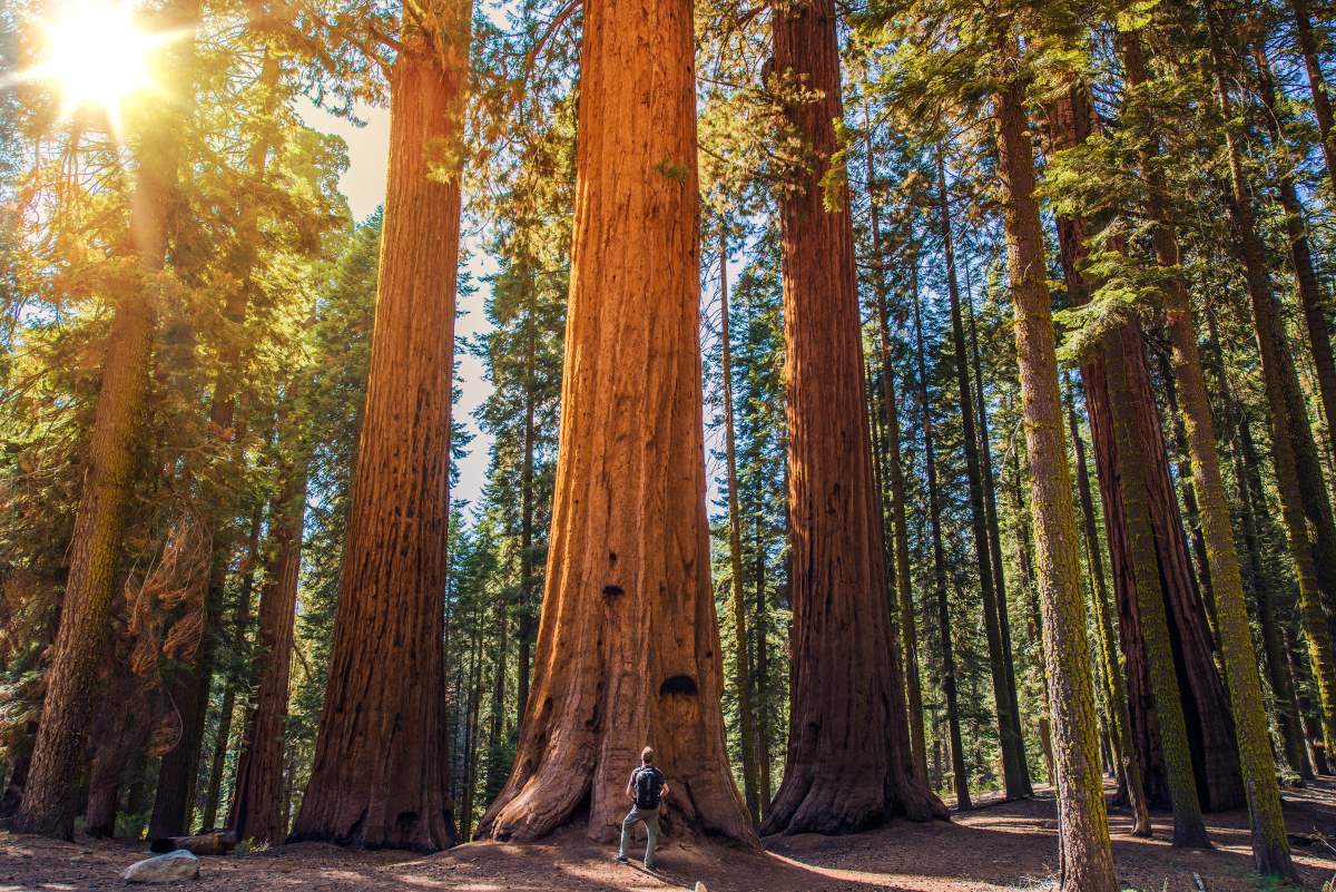 Εθνικό Πάρκο Redwood, Καλιφόρνια - ΗΠΑ