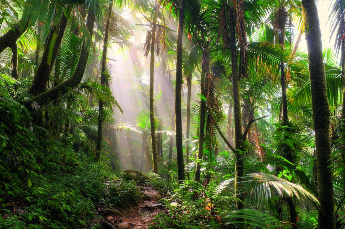 Tο τροπικό δάσος El Yunque στο Πουέρτο Ρίκο 