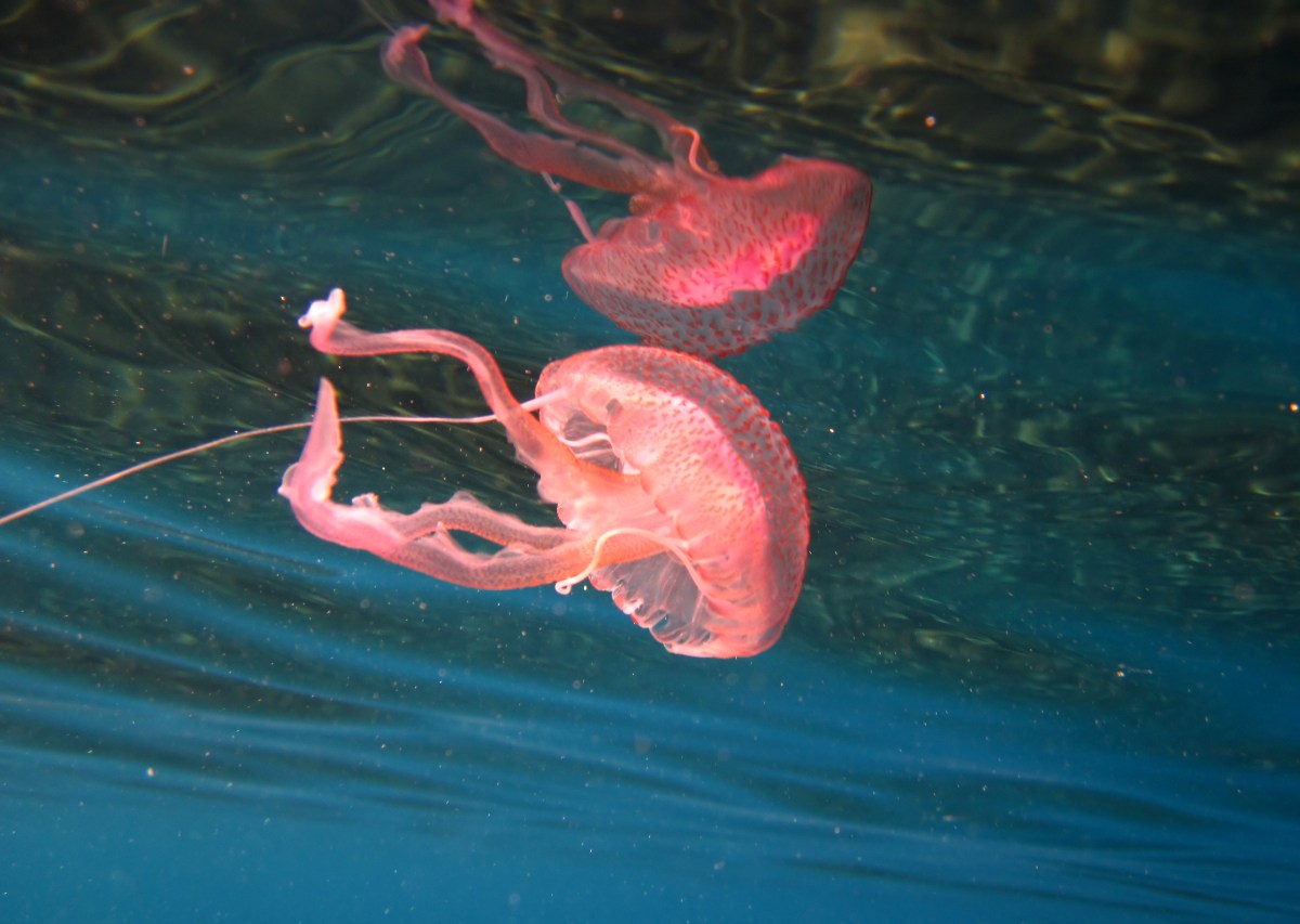 Pelagia noctiluca