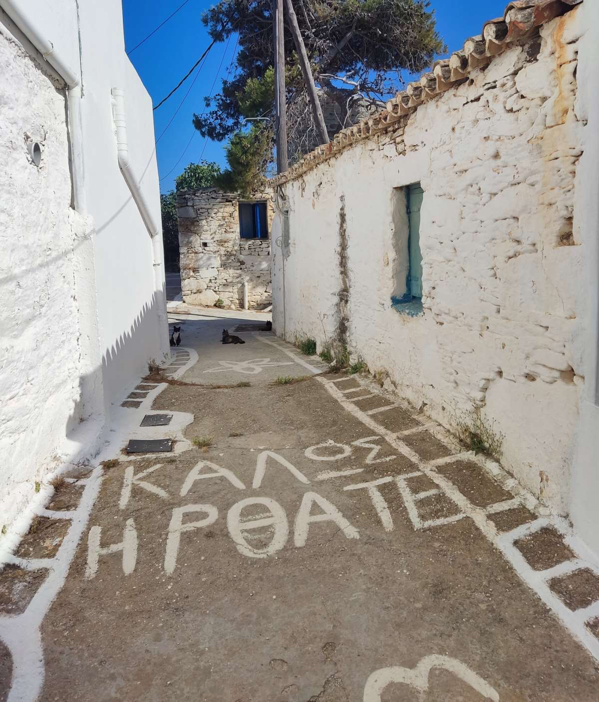 Δρυόπιδα Κύθνος