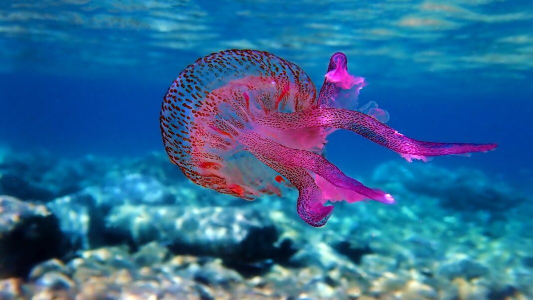 Pelagia noctiluca