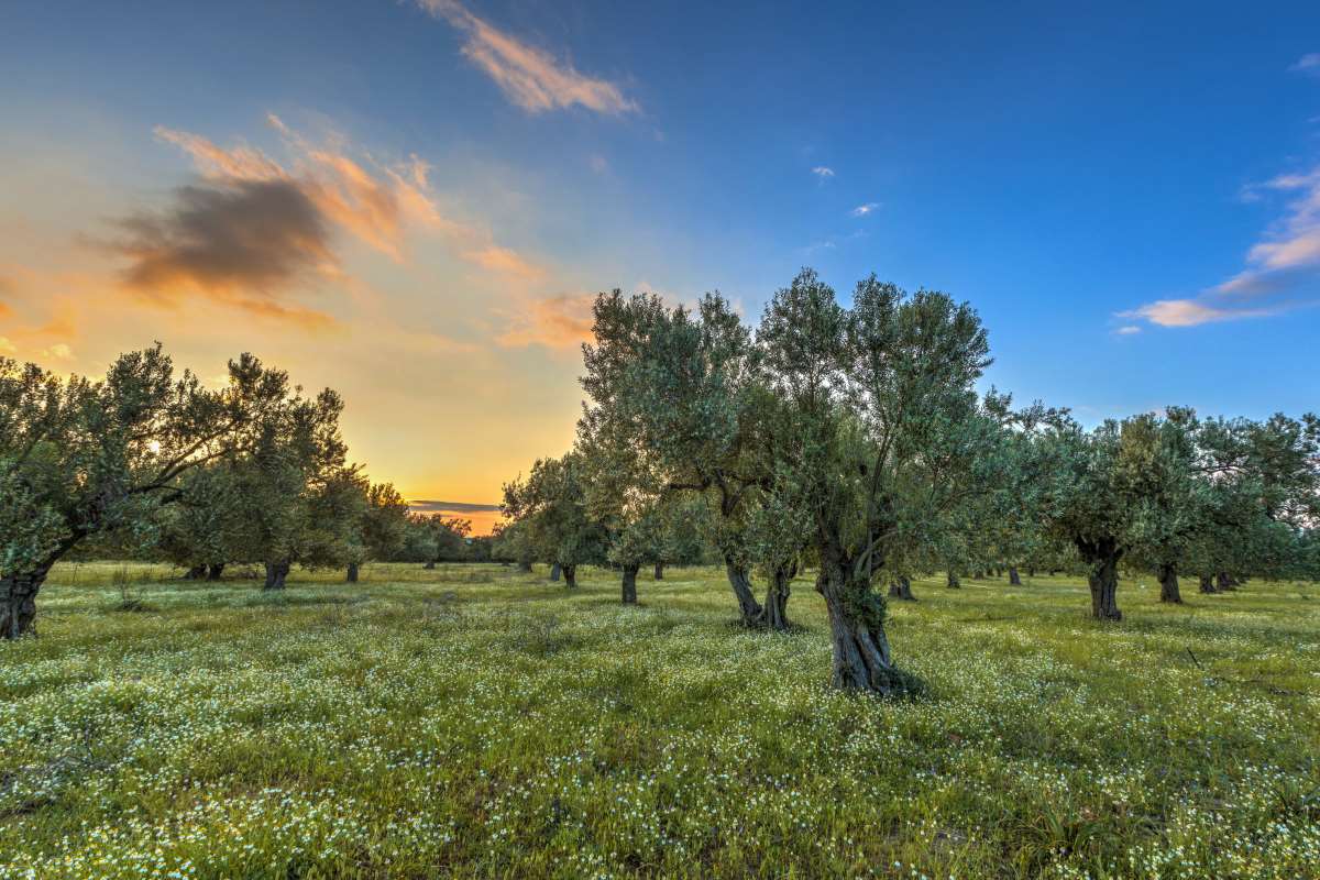 Καλλονή