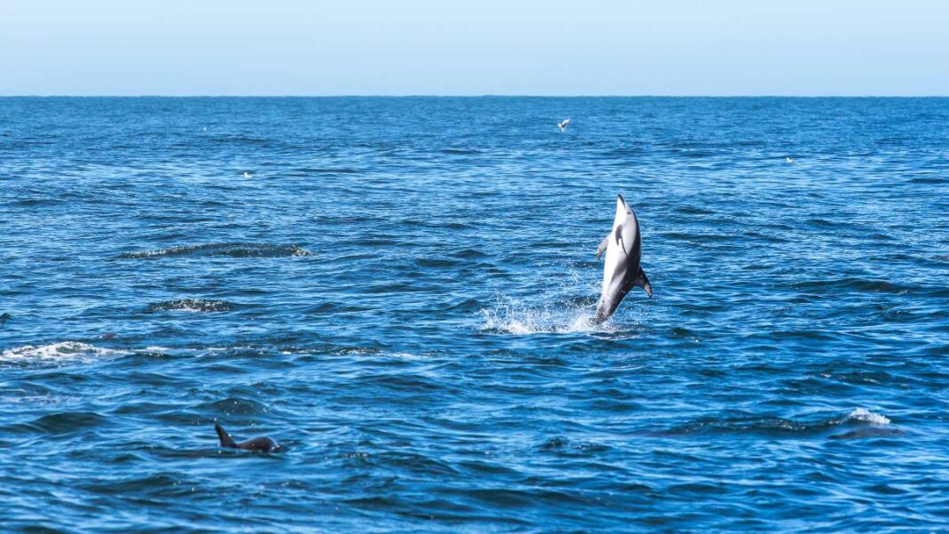 Dolphins