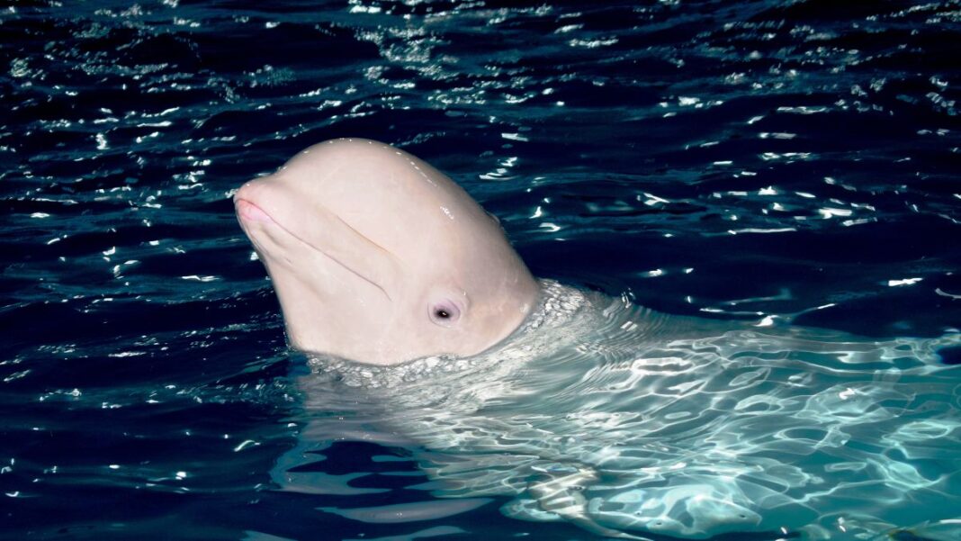 Falaina Beluga