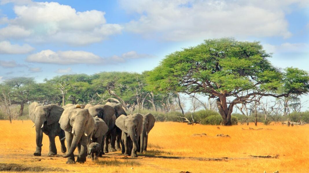 Zimbabwe