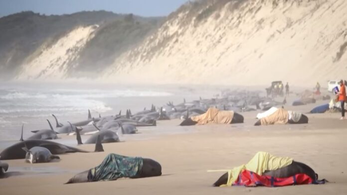 Αυστραλία: Τραγικό τέλος για τις 235 φάλαινες που εξόκειλαν σε ακτή – Νεκρές οι 200