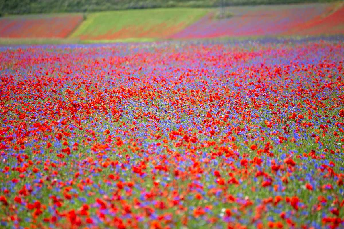 κοιλάδα Castelluccio