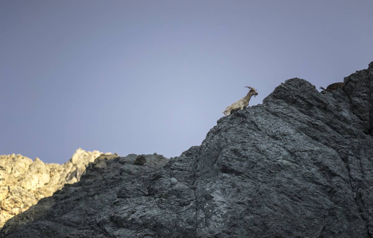 Τήλος