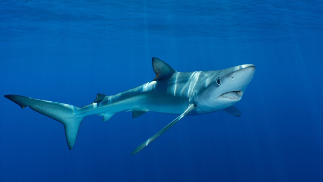 shutterstock_blue shark Μπλε Καρχαρίας