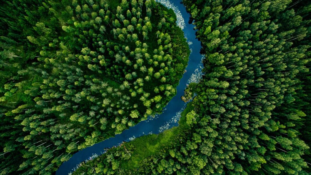 shutterstock_forest Finland