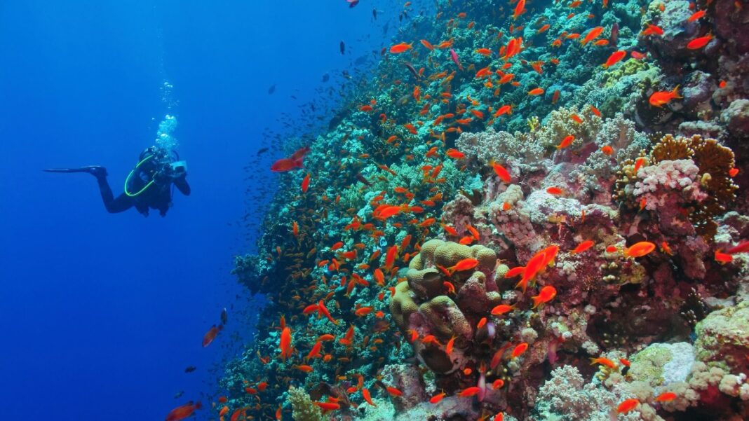 shutterstock_red sea (1)