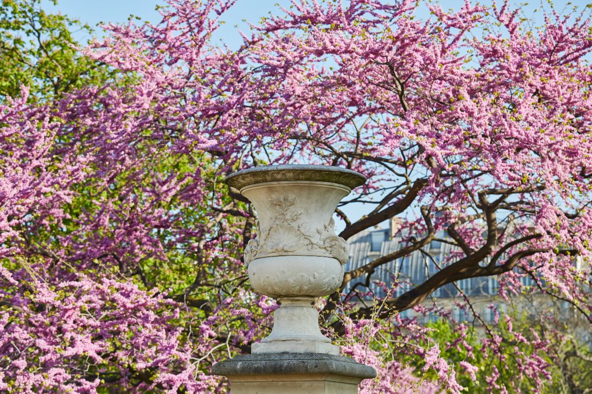 Ανθισμένες κερασιές στον κήπο Tuileries - Παρίσι