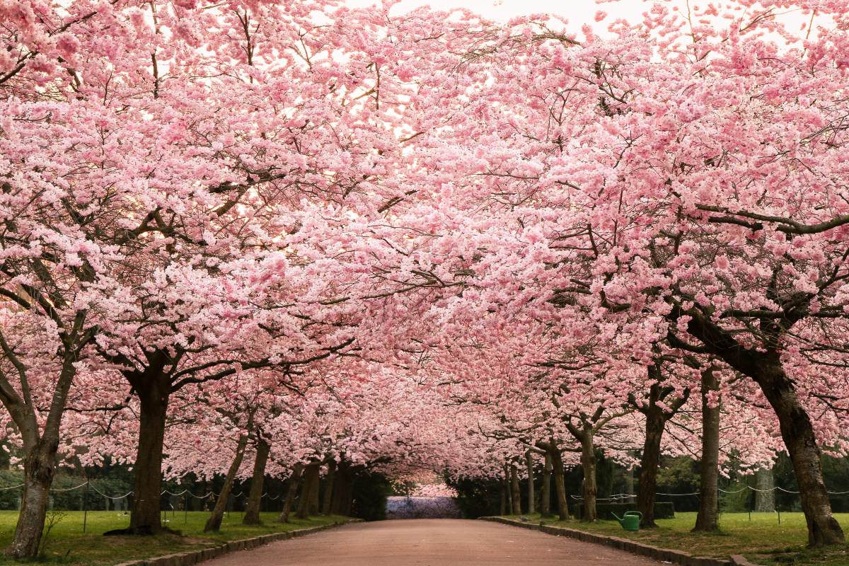 φεστιβάλ Sakura της Κοπεγχάγης