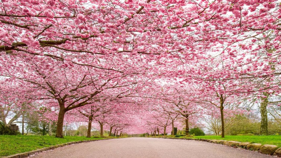 Cherry Blossom Trees, Bispebjerg, Κοπεγχάγη