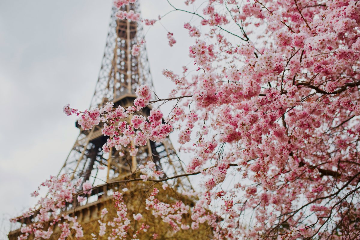 Ανθισμένες κερασιές με φόντο τον Πύργο του Άιφελ - Παρίσι