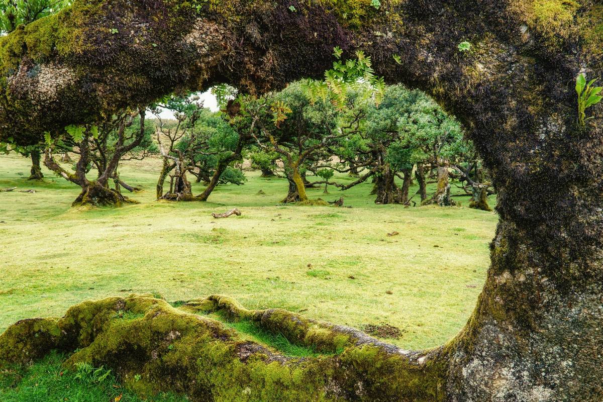 To αρχαίο δάσος laurisilva στη Μαδέρα