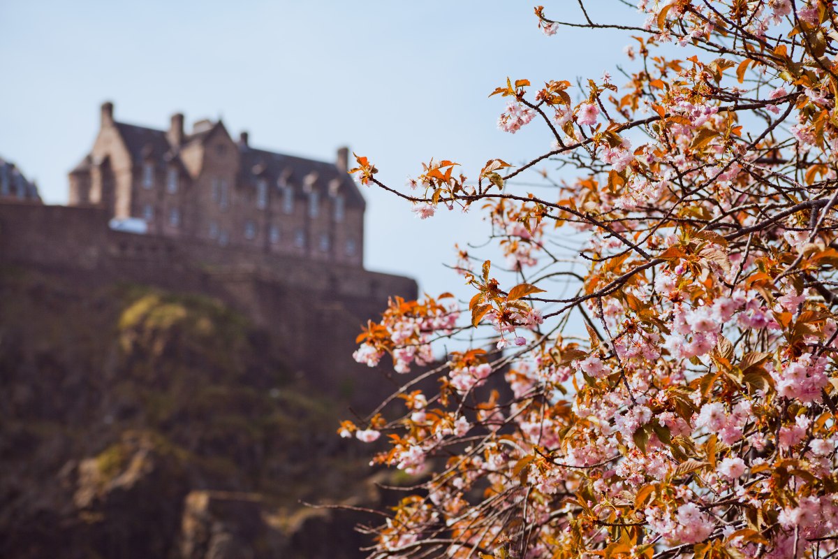 Ανθισμένη κερασιά με φόντο το Κάστρο του Εδιμβούργο