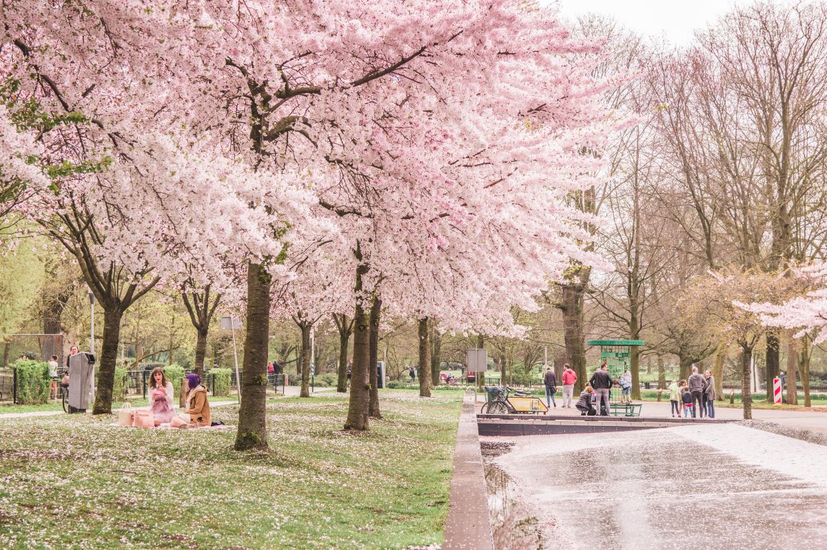 Πάρκο Cherry Blossom στο Άμστερνταμ
