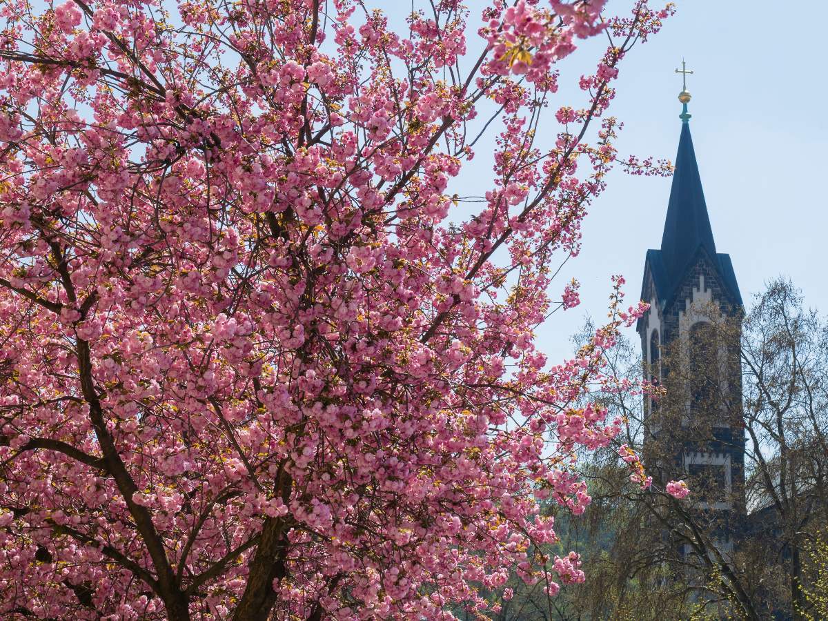 Aνθισμένο ροζ άνθh κερασιάς sakura με φόντο γοτθικό πύργο εκκλησίας στο karlinske namesti Πράγα