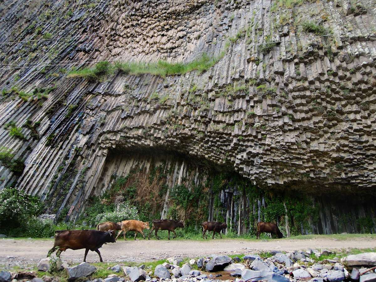 Κοπάδι αγελάδων που βόσκουν κοντά στην όχθη του ποταμού Azat και οι στήλες από βασάλτη του φαραγγιού Garni, γνωστό ως Symphony of Stones, χωριό Garni, Αρμενία