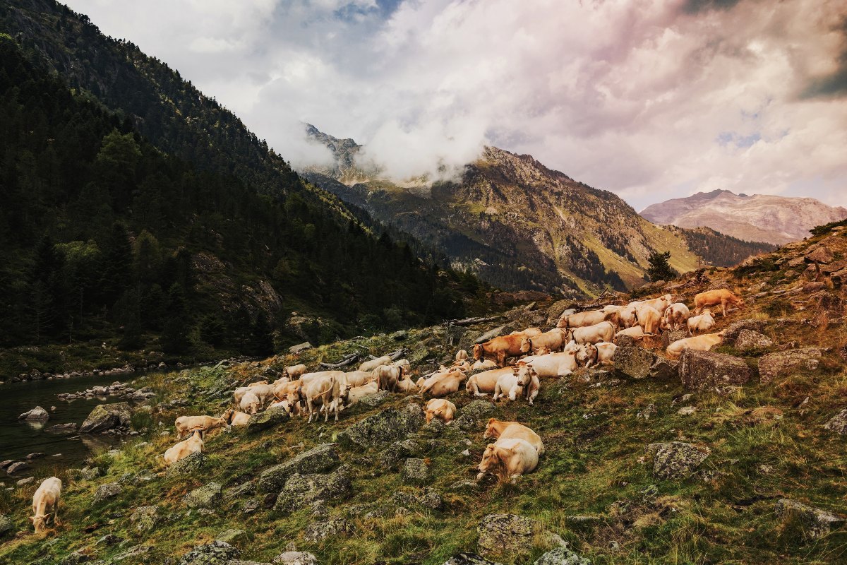 Αγελάδες με κουδούνια στο λαιμό τους βόσκουν ψηλά στα βουνά στα Πυρηναία της Γαλλίας