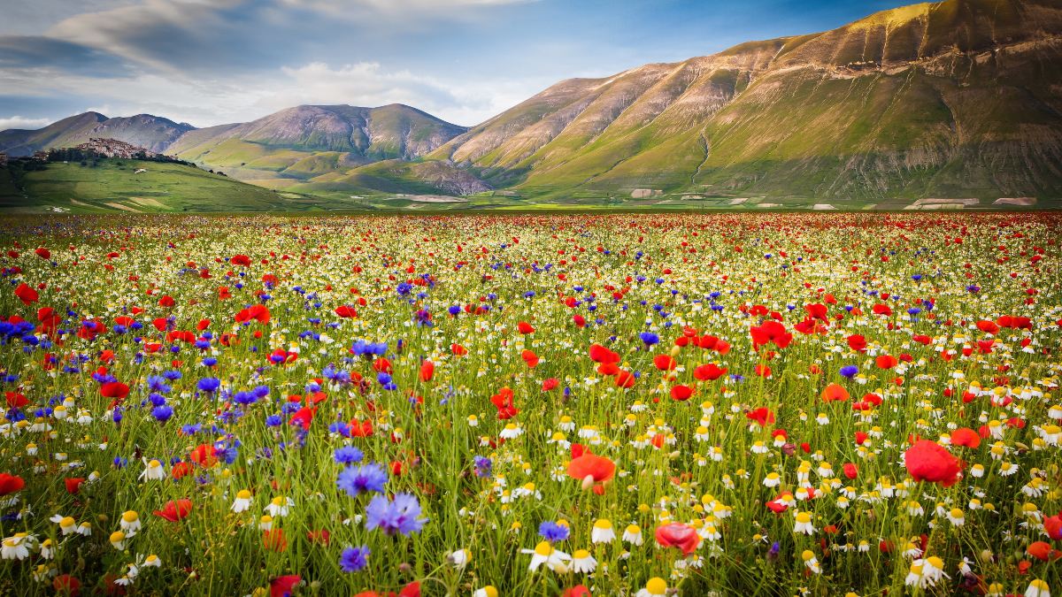 Τοπίο λουλουδιών στο Castelluccio di Norcia, Piana Grande, Ιταλία