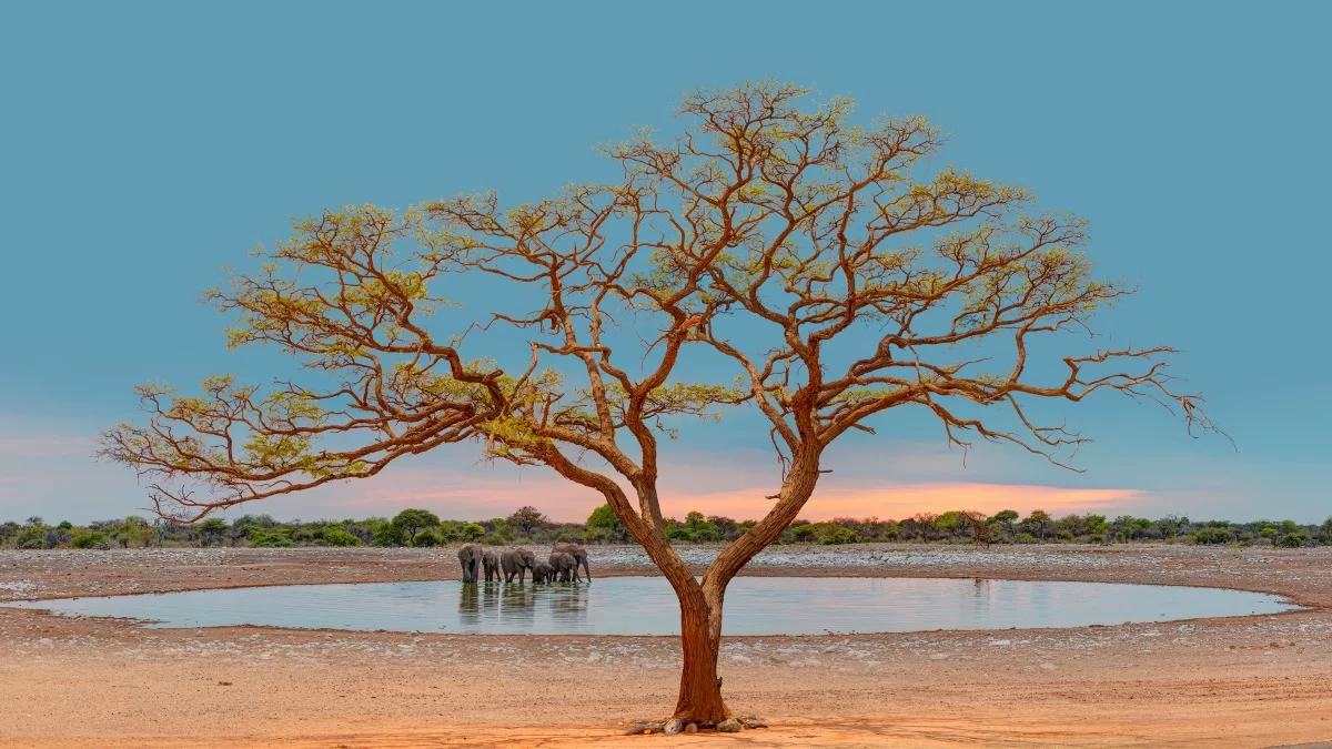 Etosha national park