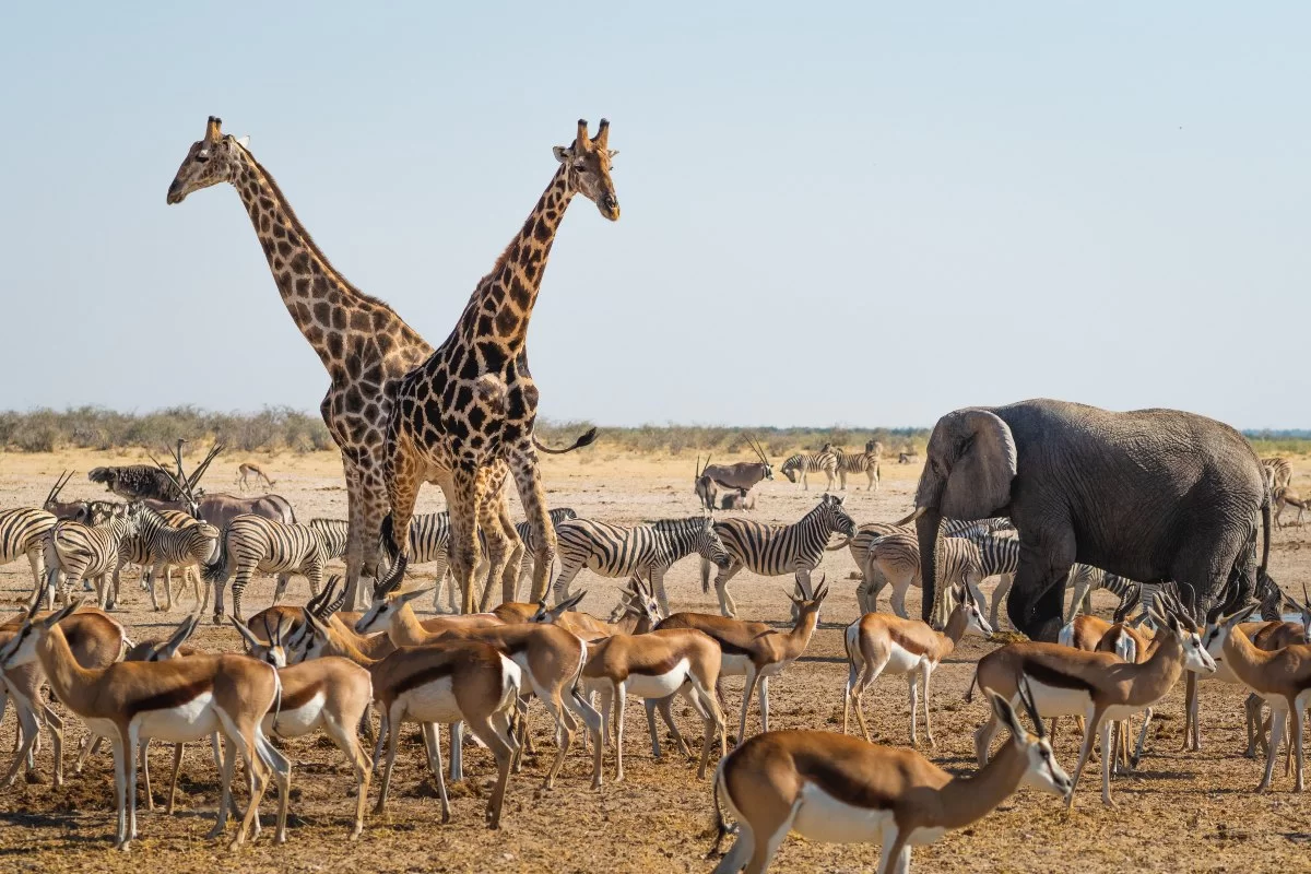 Etosha national park