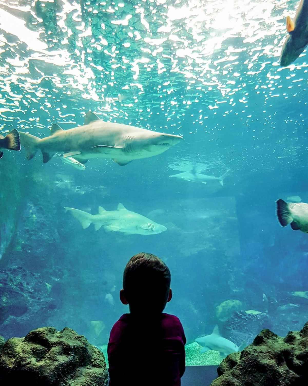 Cretaquarium