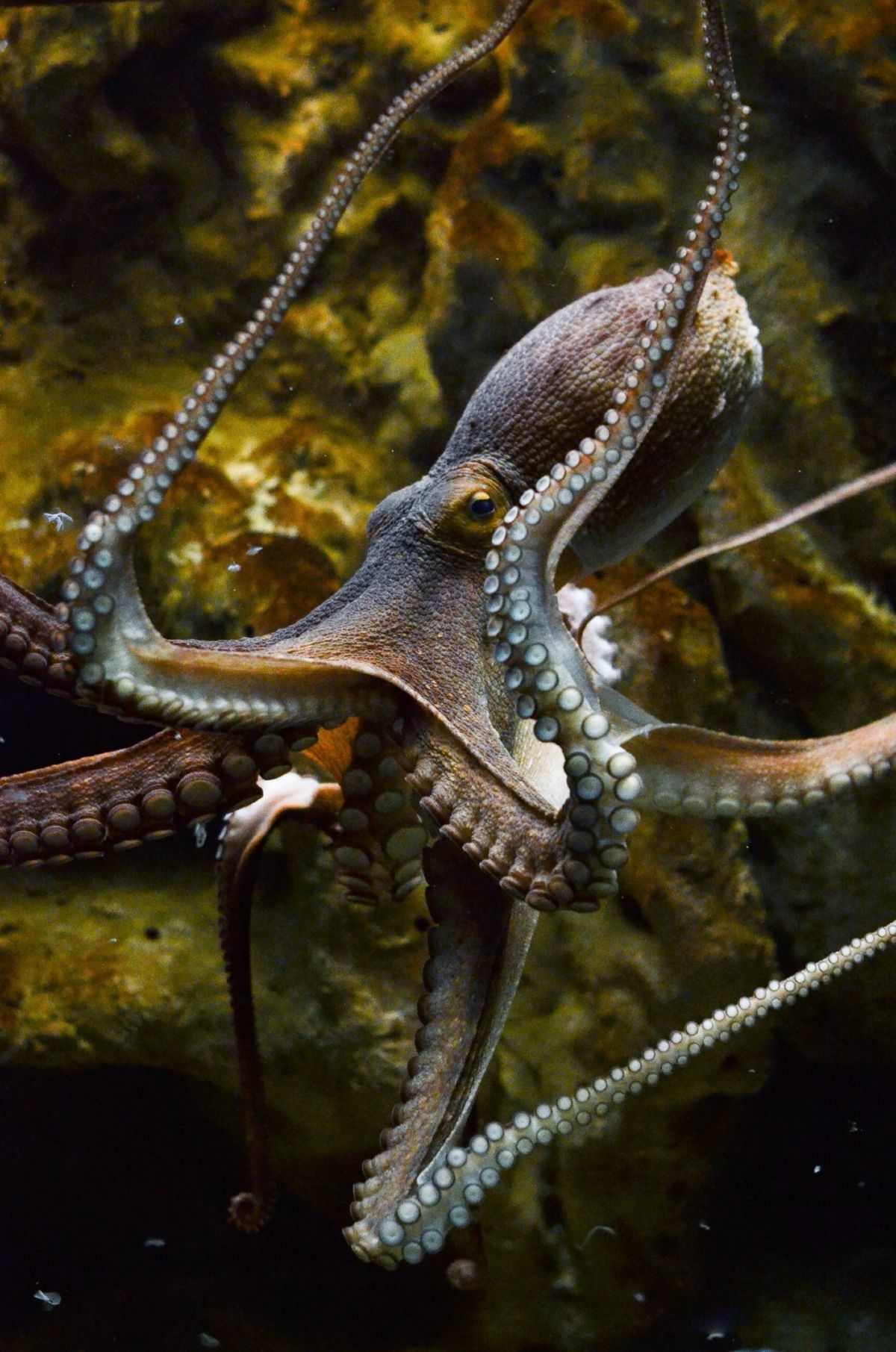 χταπόδι cretaquarium