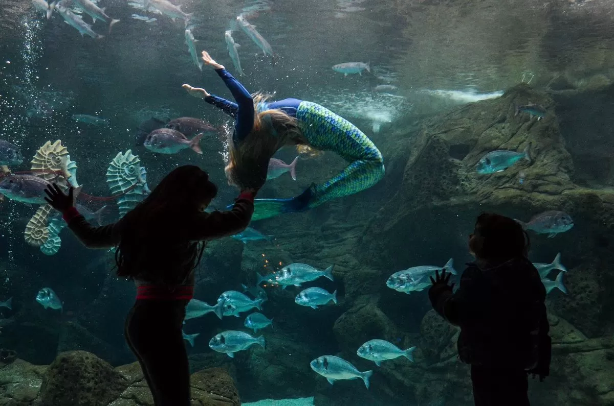 cretaquarium.