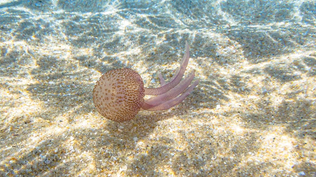 Pelagia noctiluca
