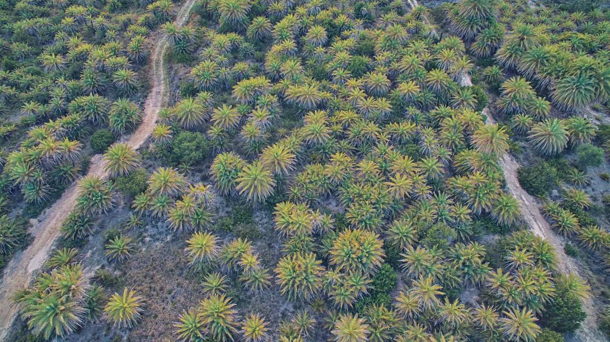 Φοινικόδασος Βάι