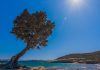 Το ελληνικό νησί που ξεχώρισε ως ένας από τους 5 κορυφαίους προορισμούς στον κόσμο για χαλάρωση Δέντρο στην παραλία Μονοδένδρι στους Λειψούς